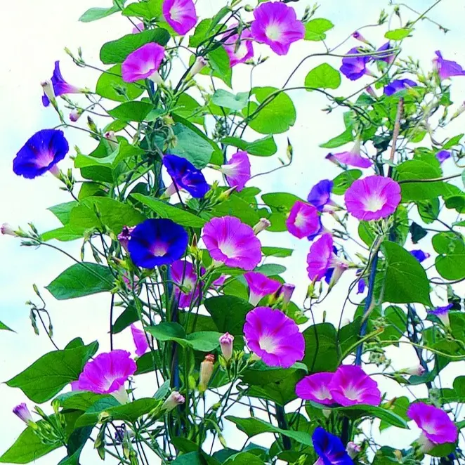 [73800] Pink-Blue (plante annuelle).webp