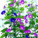 [73800] Pink-Blue (plante annuelle).webp