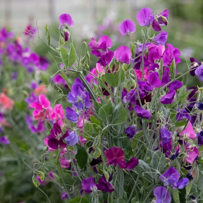 [74800] Mélange (plante annuelle) (1).webp
