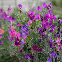 [74800] Mélange (plante annuelle) (1).webp