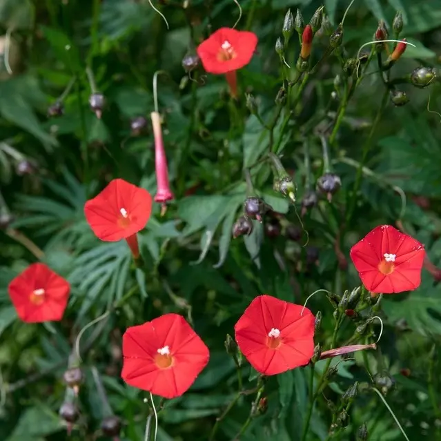 [73840] Ipom_e cardinalis - Jasmin rouge de l'Inde (annuelle) (1).webp