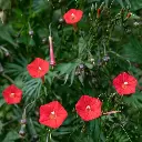 [73840] Ipom_e cardinalis - Jasmin rouge de l'Inde (annuelle) (1).webp