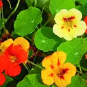 [86200] Simple, mélange (plante annuelle) (1).webp