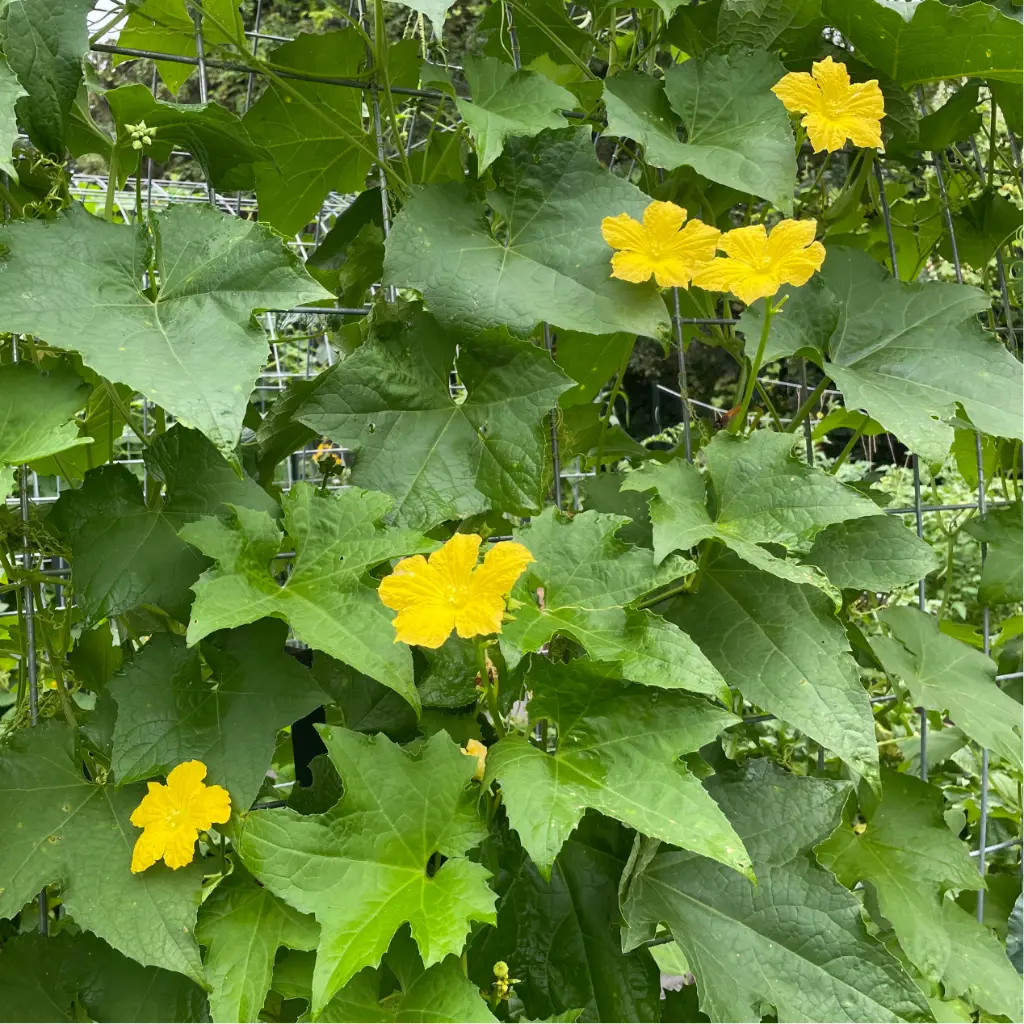 Zollinger Product Photos (2).webp