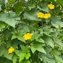 Zollinger Product Photos (2).webp