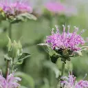 [AC-7835-00] Monarde Fistuleuse (Portion).webp
