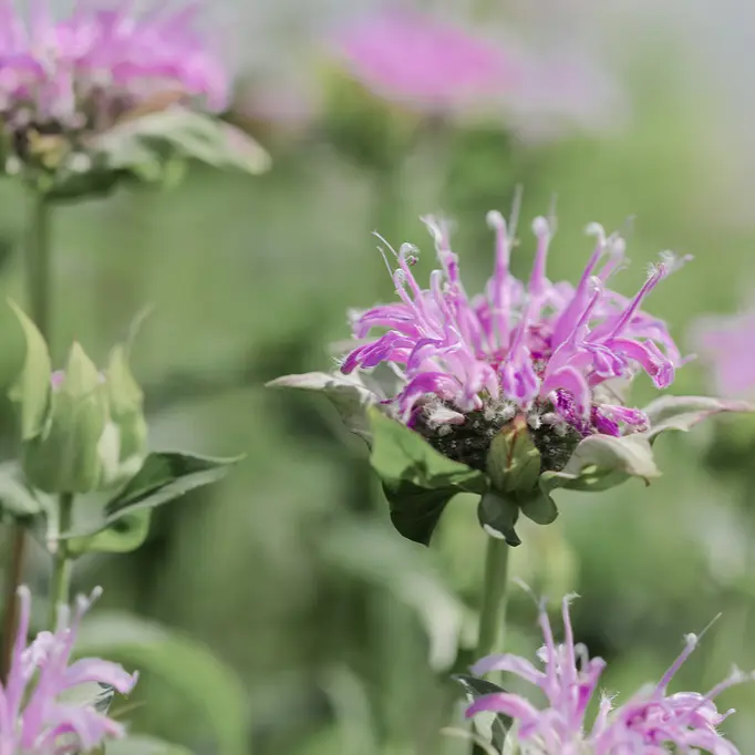 [78350] Monarde fistuleuse (Vivace) (1).webp