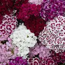 [67800] Mélange (plante bisannuelle).webp