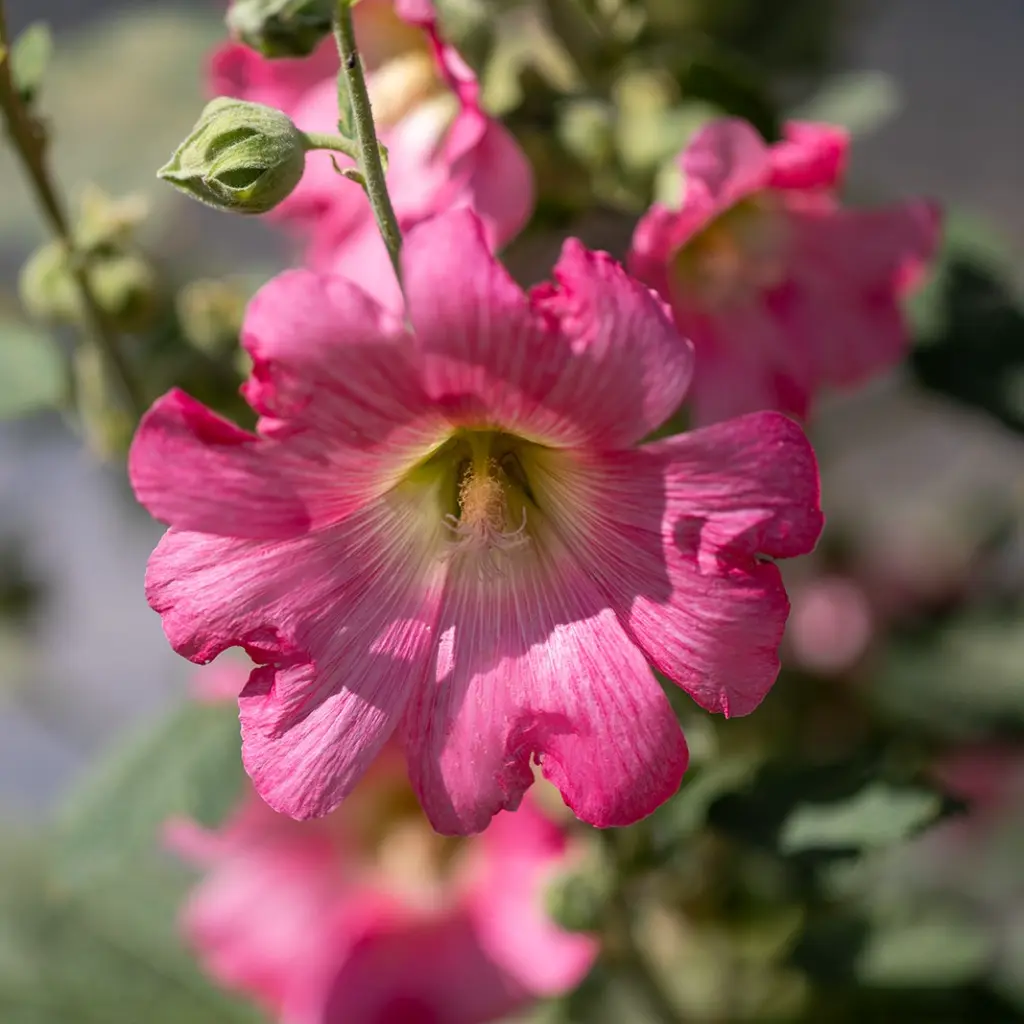 C21220_RoseTremiere-2.webp