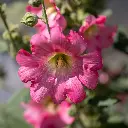 C21220_RoseTremiere-2.webp