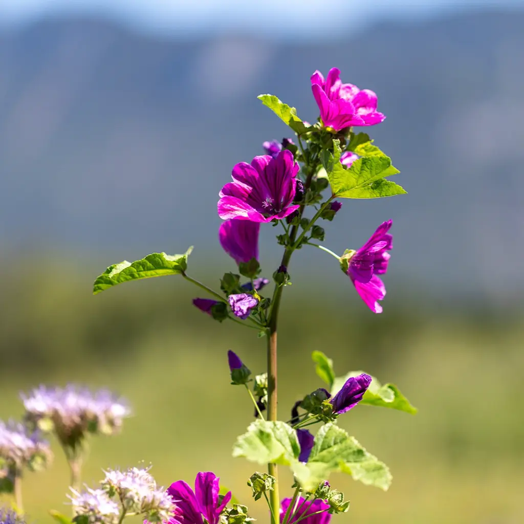 C23738_EngraisVertVignoble-3.webp