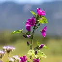 C23738_EngraisVertVignoble-3.webp