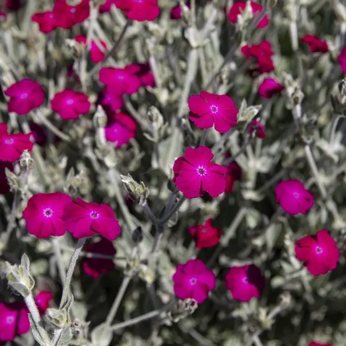 [77200] Lychnis coronaire (plante annuelle vivace) (1).webp