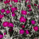 [77200] Lychnis coronaire (plante annuelle vivace) (1).webp