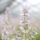 [52300] Sauge sclarée (bisannuelle ou vivace).webp