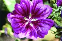 [AC-7760-00] Grande Mauve (Portion).webp