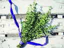 [AB-5920-00] Thym (Portion) (1).webp