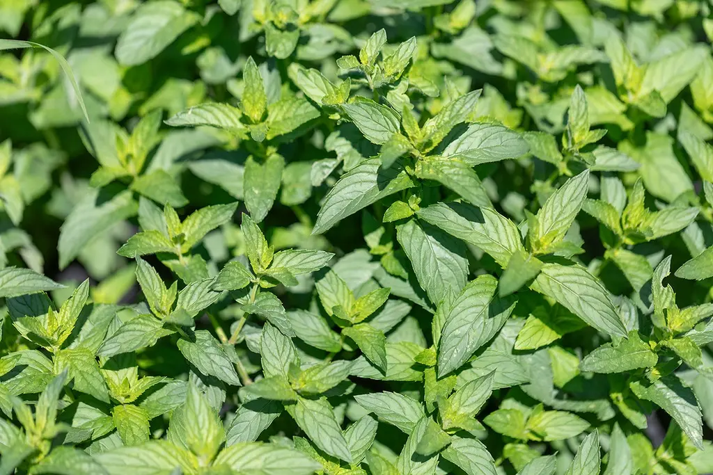 [AB-5510-00] Menthe Verte, Thé Marocain (Portion) (1).webp