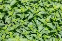 [AB-5510-00] Menthe Verte, Thé Marocain (Portion) (1).webp