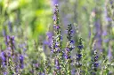 [AC-8790-00] Hysope, Nectar Bleu (Portion).webp