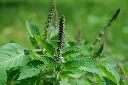 [AB-4083-00] Basilic, Sacré (Portion) (1).webp