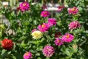 [AC-8780-00] Zinnia, Simple Mélange Sélection Z (Portion).webp