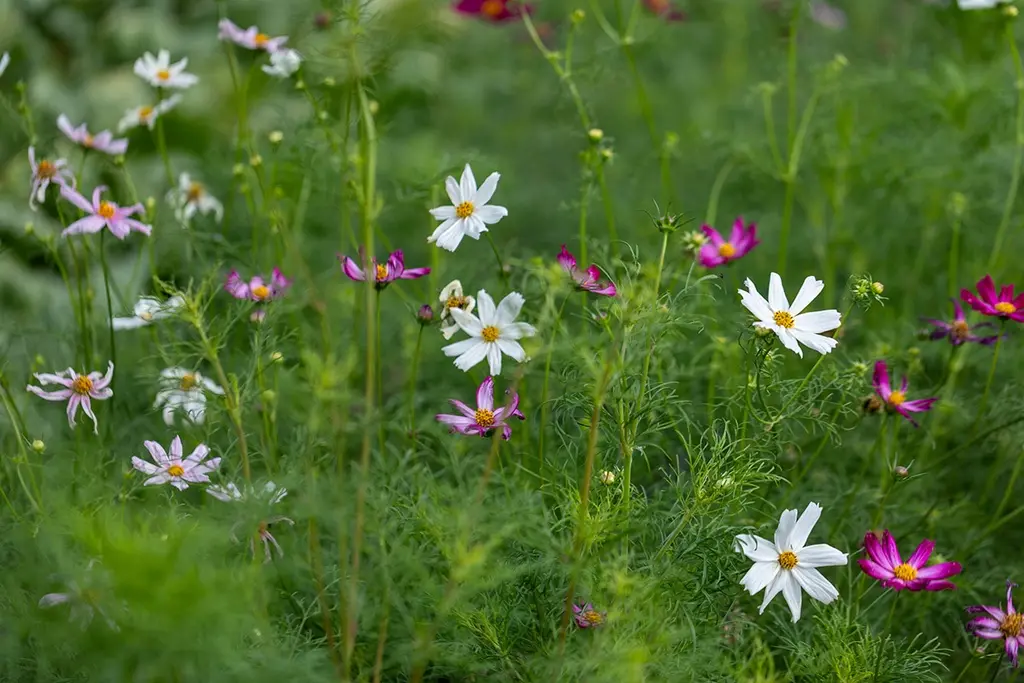 [AC-6670-00] Cosmos Bipenné, Mélange Pastel (Portion) (1).webp