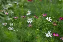 [AC-6670-00] Cosmos Bipenné, Mélange Pastel (Portion) (1).webp