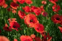 [AC-8180-00] Coquelicot, Rouge (Portion) (1).webp