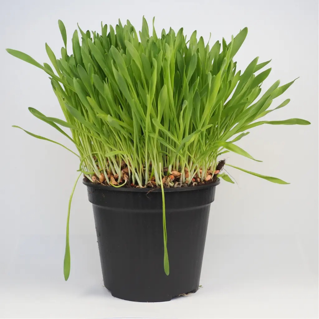 Zollinger Product Photos (6).webp