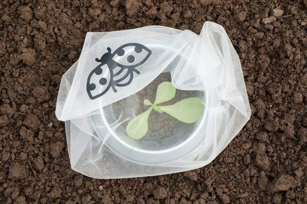 7158g-insektenschutztaschen-gemuese-anwendung-mit-schneckenstopp-andermatt-biogarten.webp