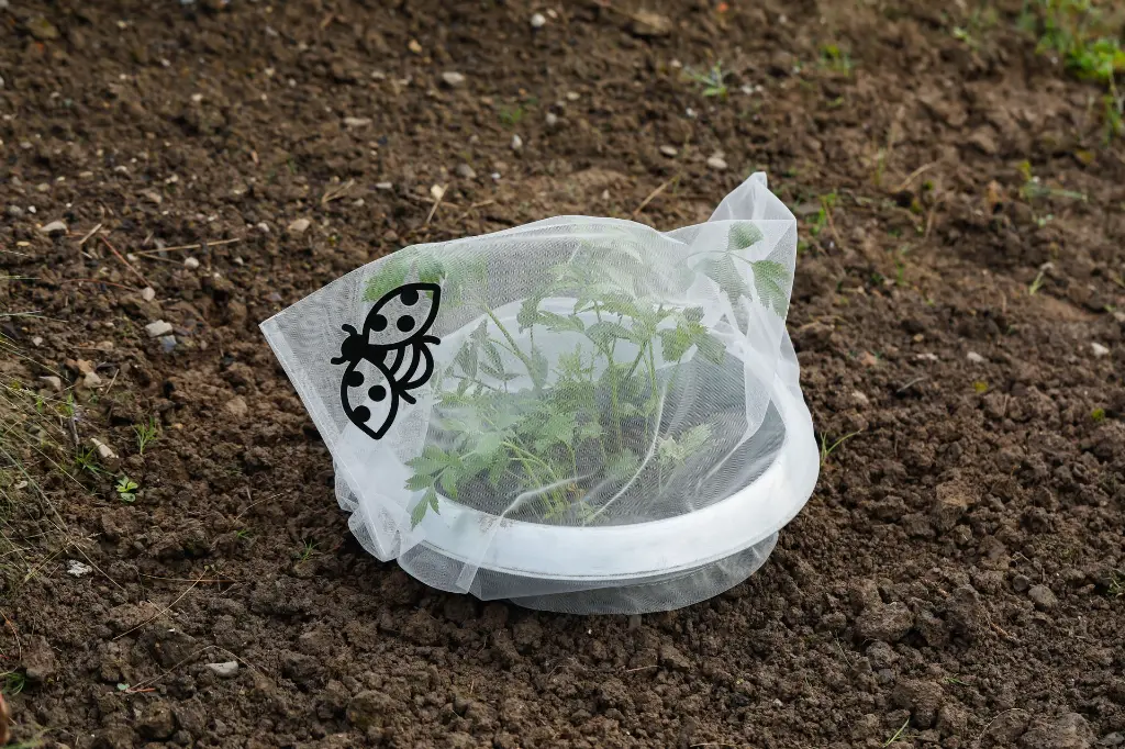 7159g-insektenschutztaschen-stauden-anwendung-mit-schneckenstopp-andermatt-biogarten.webp