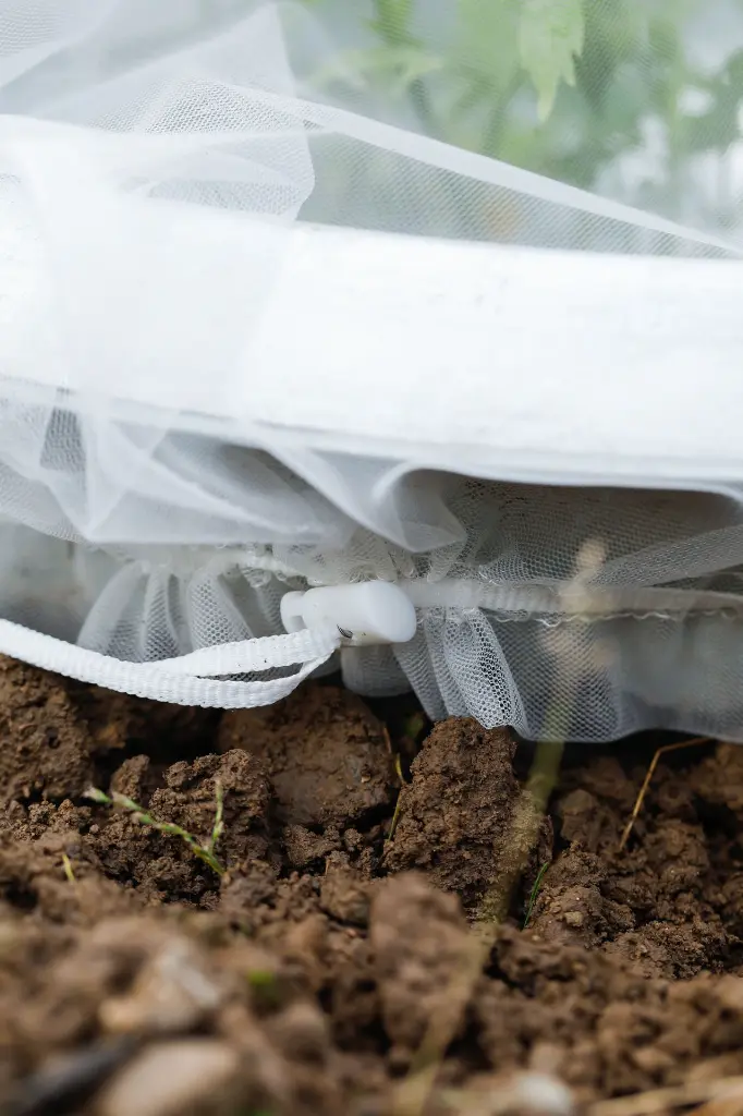 7159g-insektenschutztaschen-stauden-anwendung-mit-schneckenstopp-detail-andermatt-biogarten.webp