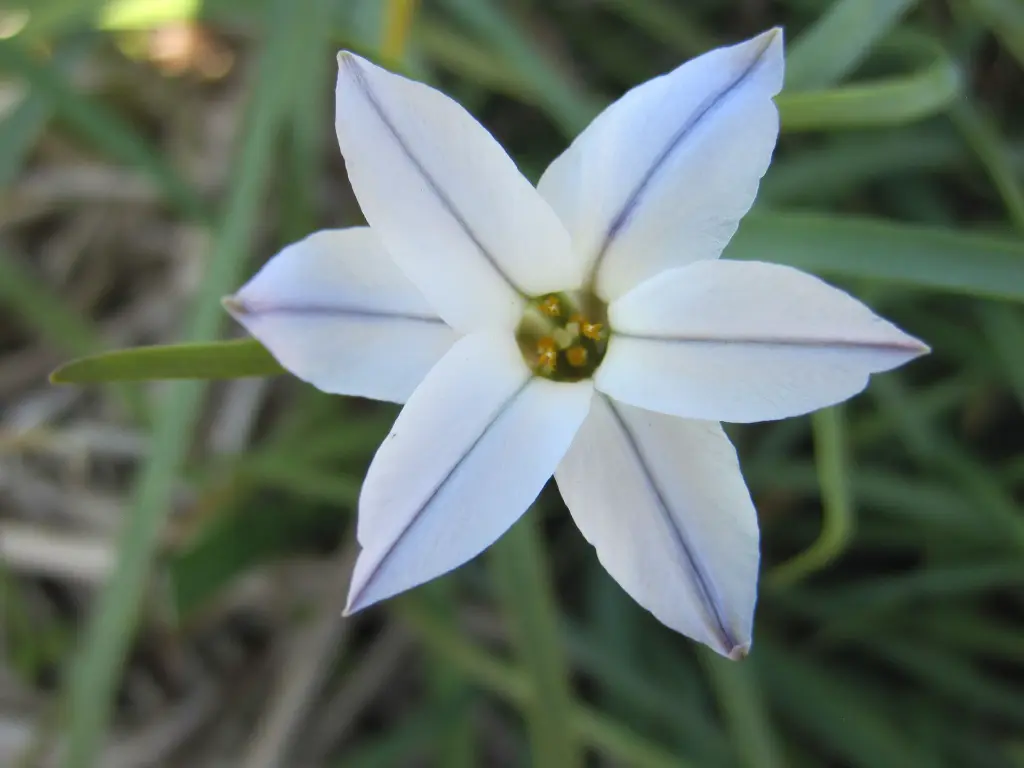 Ipheion 3 (2).JPG.webp