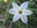 Ipheion 3 (2).JPG.webp