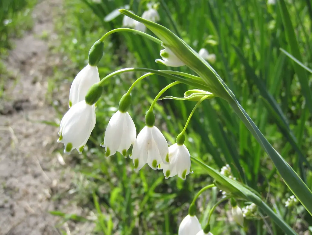 Leucojum 20.JPG.webp