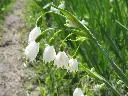 Leucojum 20.JPG.webp
