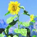 [AC-7121-00] Tournesol, Joyeux Géants (Portion).webp