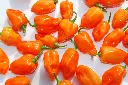 [AA-2572-00] Piment, Habanero (Portion).webp
