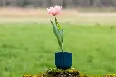 [BU-23839] Tulipe 'Salmon Impression'.webp