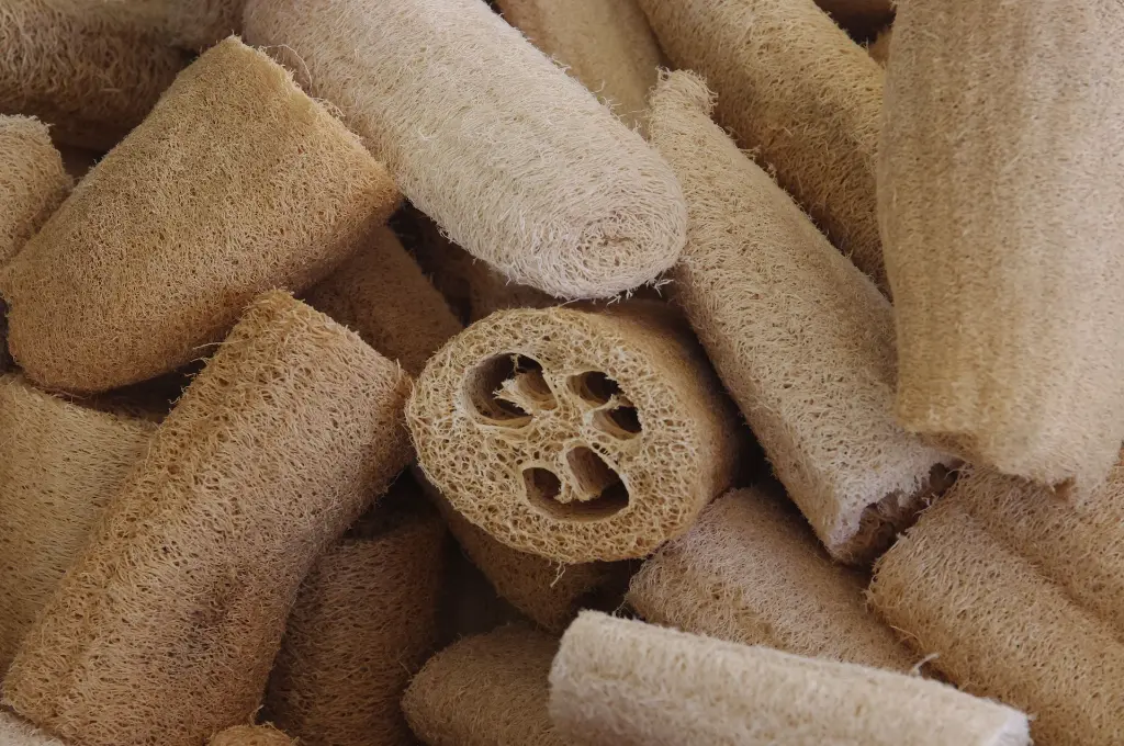 Courge éponge (Luffa), Spongy.webp