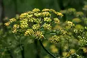 fenouil sauvage.webp