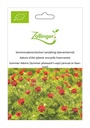 Adonis d'été (plante annuelle hivernante) sachet