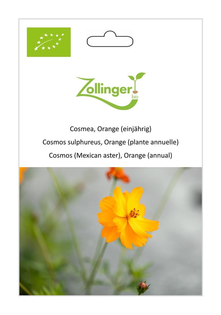 Cosmos sulphureus, Orange (plante annuelle) sachet