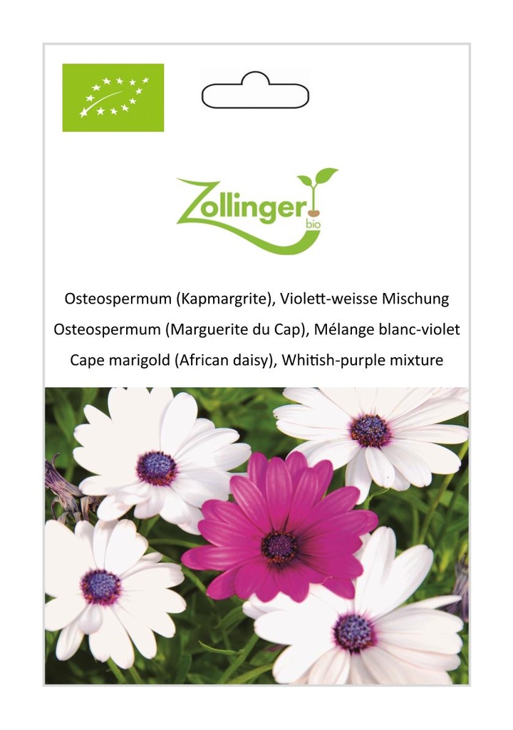 Osteospermum (Marguerite du Cap), Mélange blanc-violet sachet