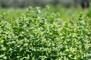 Menthe odorante, Fraîcheur d'été