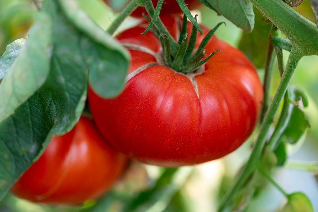 Tomate, Coeur d'éléphant