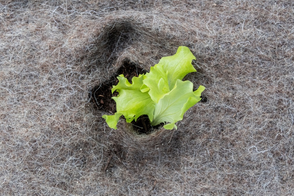 Voile de paillage en laine de mouton