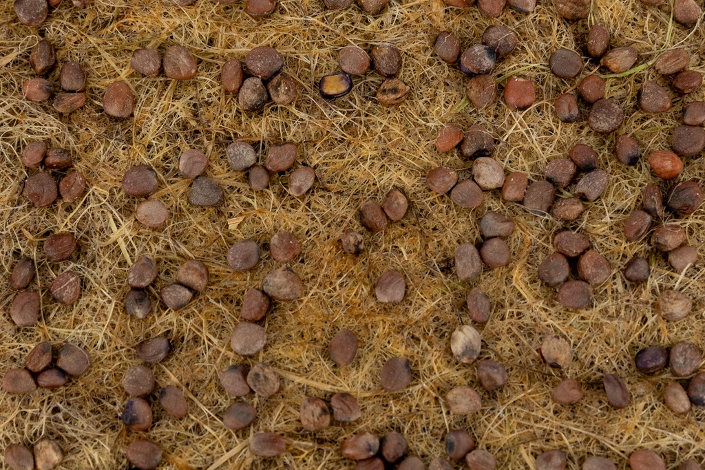 Microgreens Heimgart, Radis Rambo