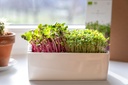 Microgreens Heimgart, Kit de démarrage